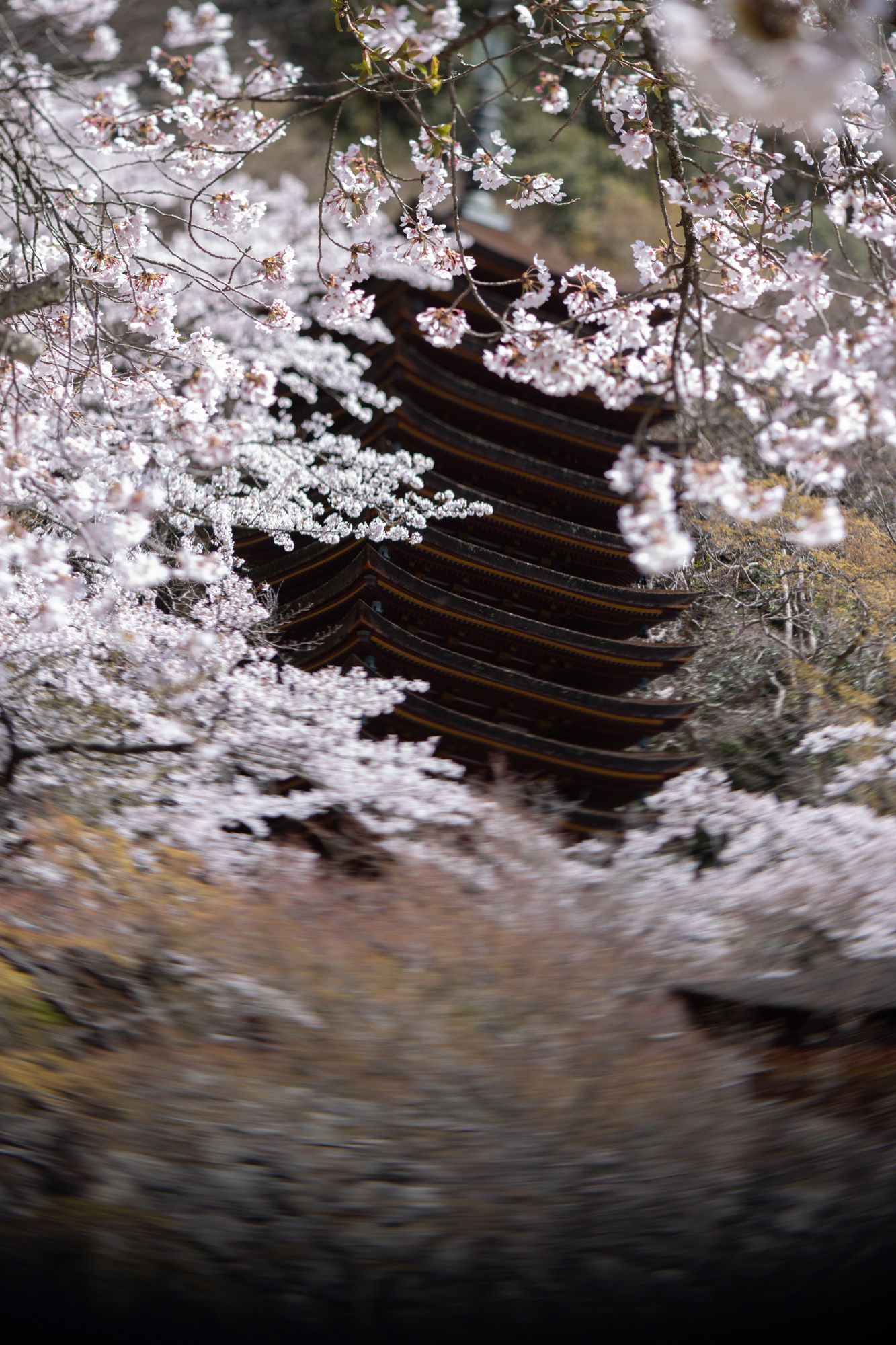 寒の戻りのために例年より遅く満開を迎えた桜の花の下で、多武峰談山能が始まる。