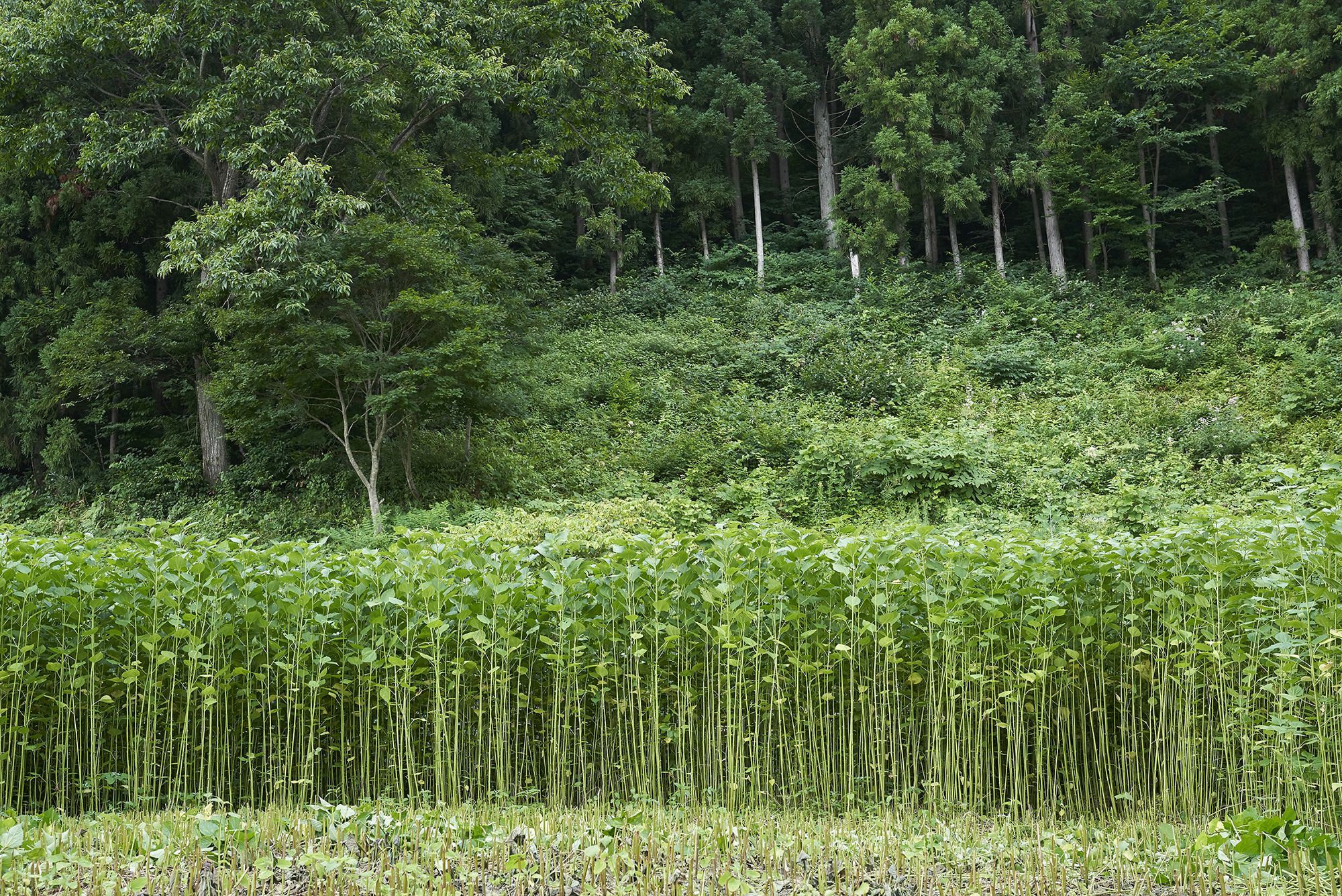 刈り取り期のからむし畑。細く美しく成長した上質の「からむし」。「からむし」の質は、糸作り、機織りなどその後の工程にも影響してくる。写真提供：昭和村