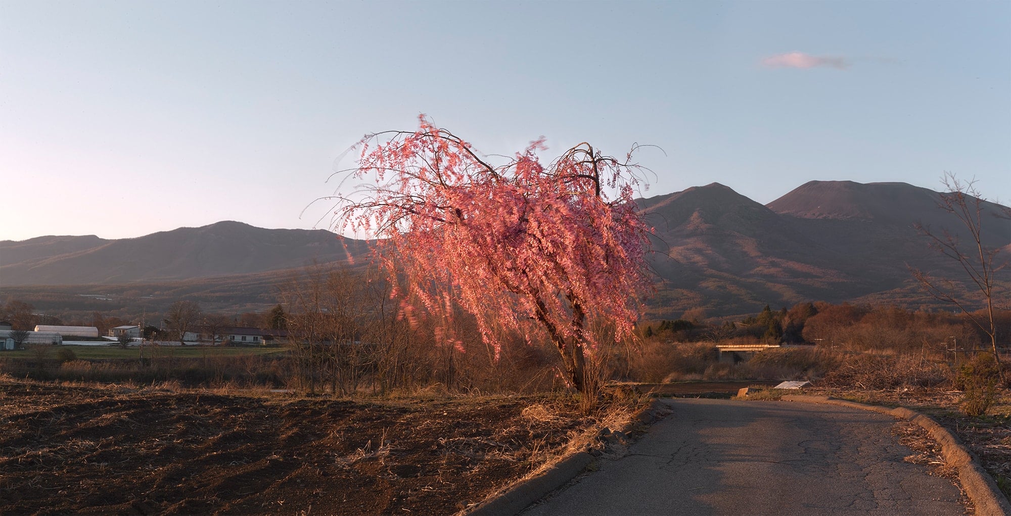 The Shidarezakura (Weeping Cherry Trees) blooms quietly to notice the arrival of spring at Baseguchi.  Photography by © Kaz Koyama | amana photography