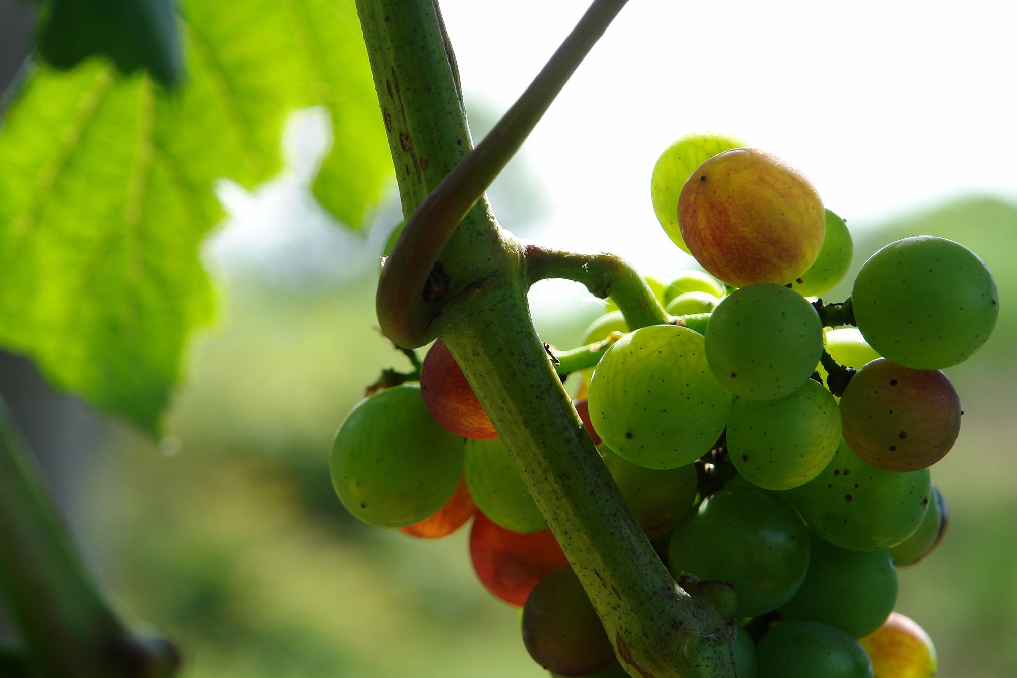 ヴェレゾン（色づき）が始まった甲州。甲州から造られるのは原則として白ワインだが、じつは果皮の色は紫色をしている。