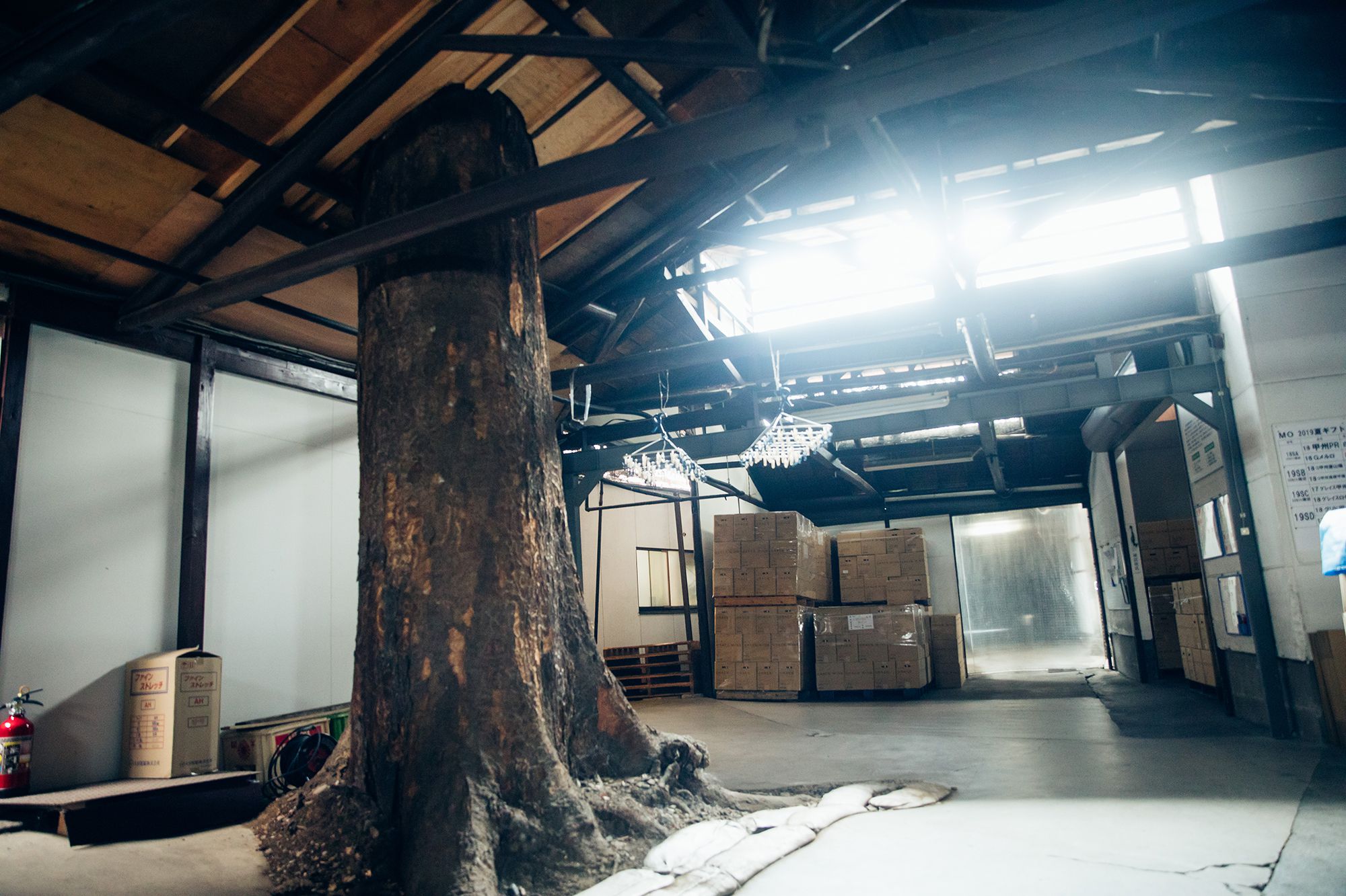 1923年の創業時から育ち続けるケヤキの木。醸造施設の拡張時、この守り神のようにそびえ立つ木を引き抜いてしまうのは忍び難く、屋根を貫通する形で残された。