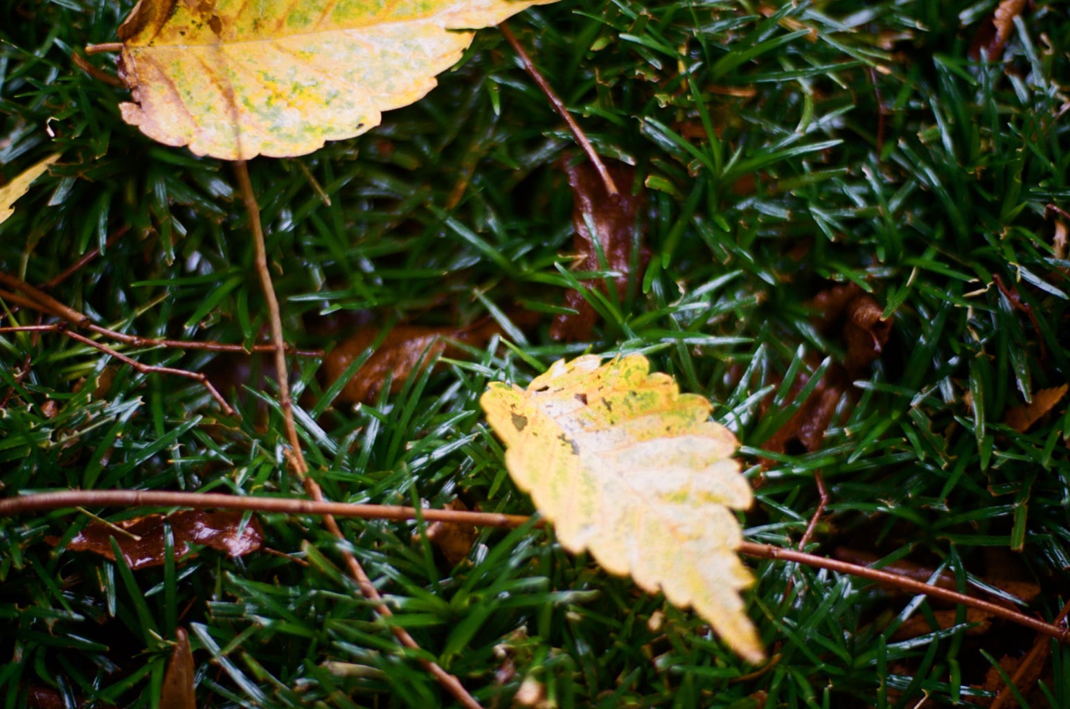 黄葉した落葉、小枝。地面に吹寄せ文様が描かれ始める秋分の頃
