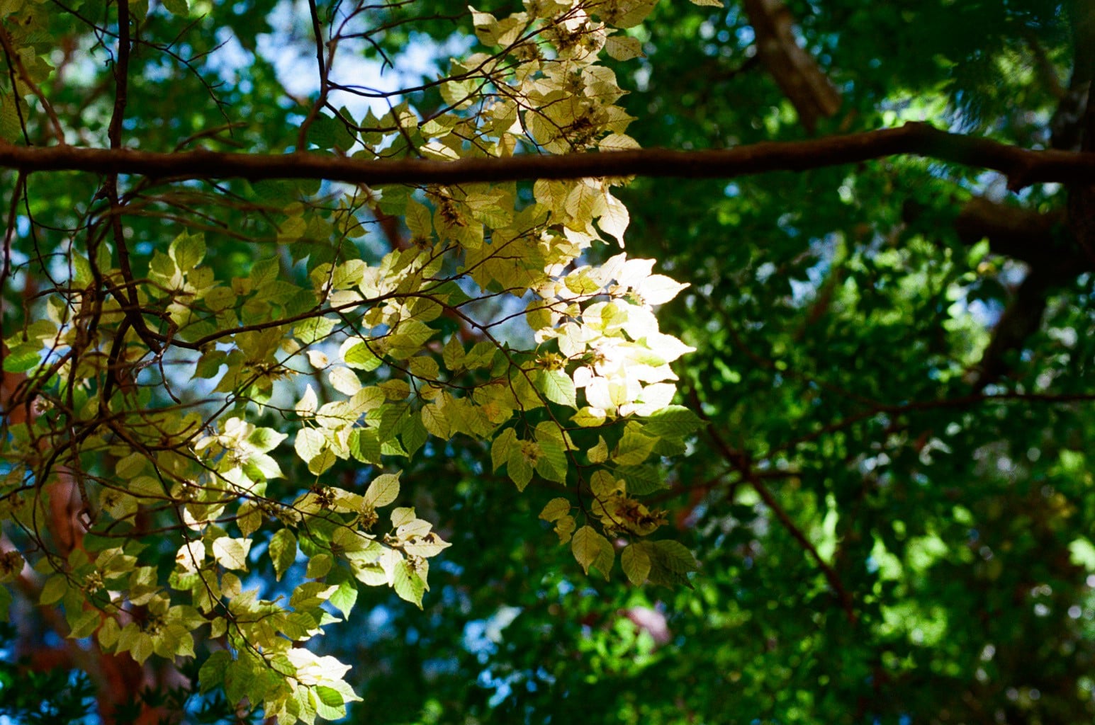 寒露イメージ　黄葉する落葉樹
