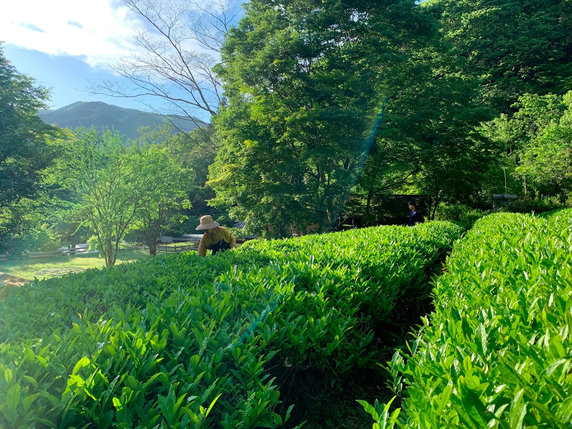 彫刻家・沓沢佐知子の住まいの敷地内にある茶畑。５月の新茶の刈り取り前の様子。