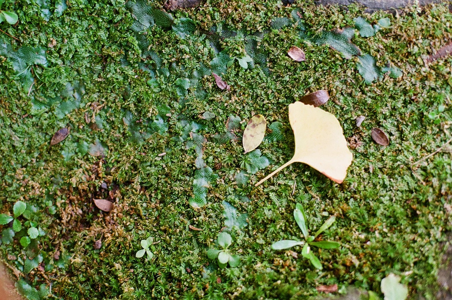 立冬イメージ　苔に銀杏の落ち葉
