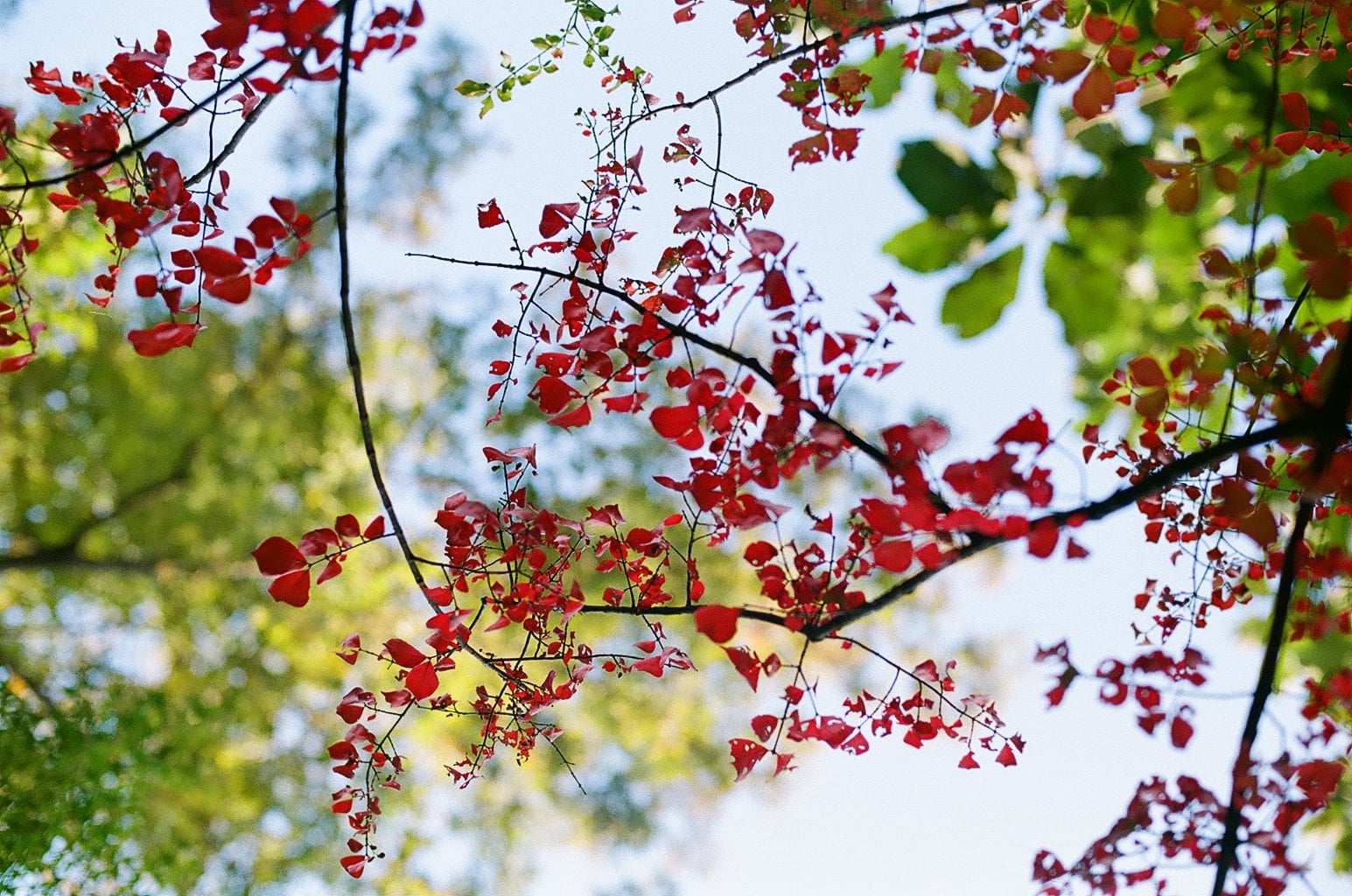 立冬イメージ　紅葉の落葉