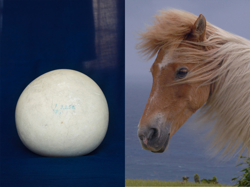 左：Bezoar| 2018 | intestinal stone of horse | 19th century | 50 x 40 cm | High pigment inkjet print｜ Musée Vétérinaire in Paris　右：Image from Yorishiro | 2020 | 19'35'' | 4K video | Japan