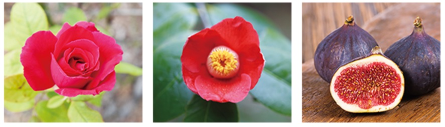 深紅のバラ「さ姫」とツバキ、イチジクの3つの赤い植物のエキスを配合し、くちびるにハリと潤いを与える。