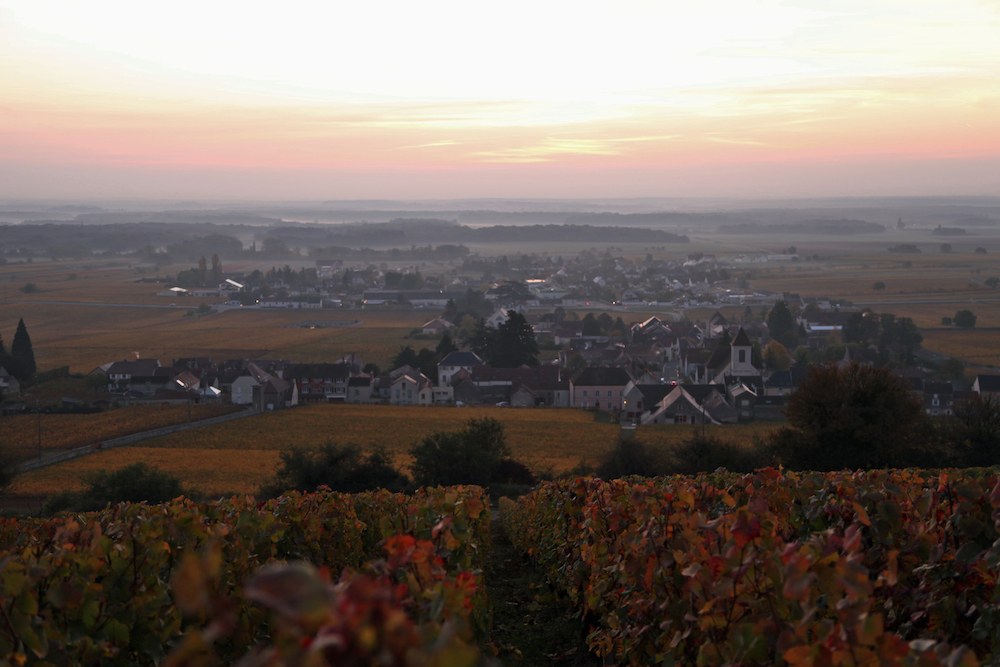 モレ・サン・ドニの晩秋の夕暮れ。色づいたブドウの葉が斜面を覆いつくす。久野と伊藤のワイン造りはまだ続く。