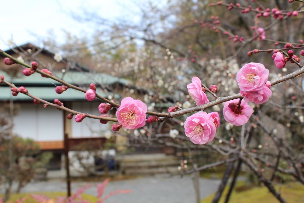 松花堂庭園で咲く梅の花