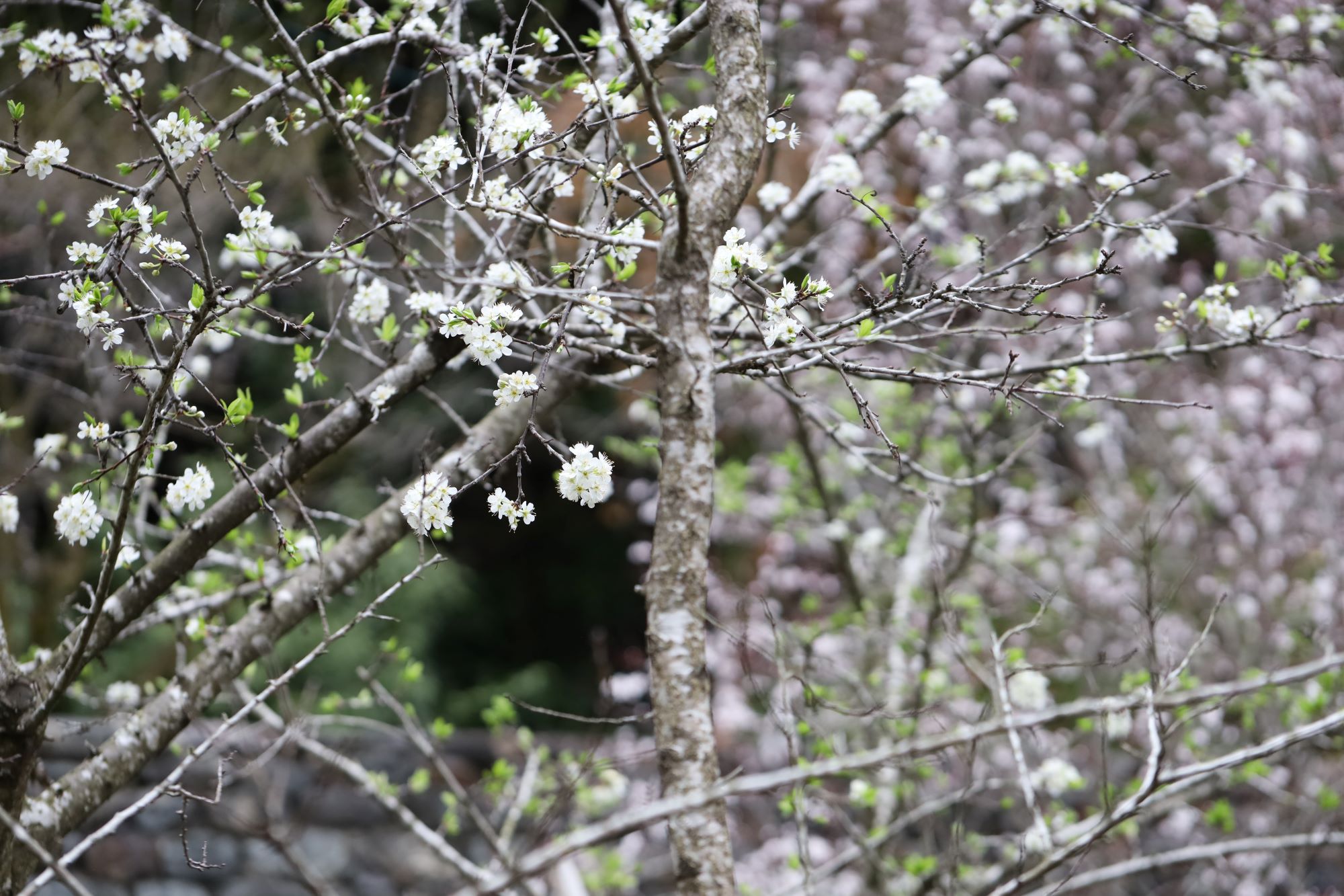 細川家の庭に咲くすももの木。
