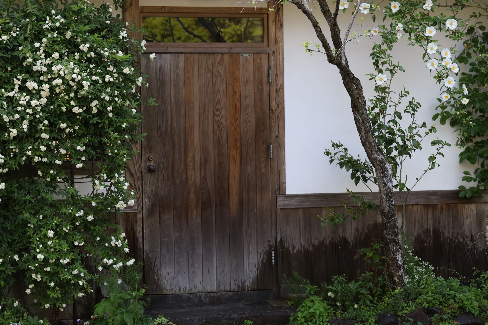 細川家の台所の扉の横にあるモッコウバラとナニワイバラは例年より早く満開になった。