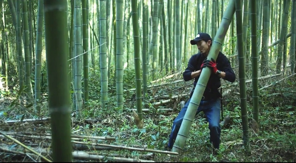 伐り終えた竹を素早く抱えると、前へ進み、竹の自重を利用して緩やかに横倒しにする。