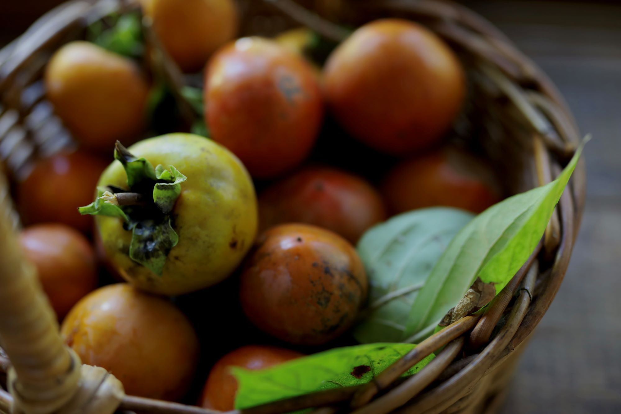 細川家の庭になる、とびきり甘くて美味しい柿。