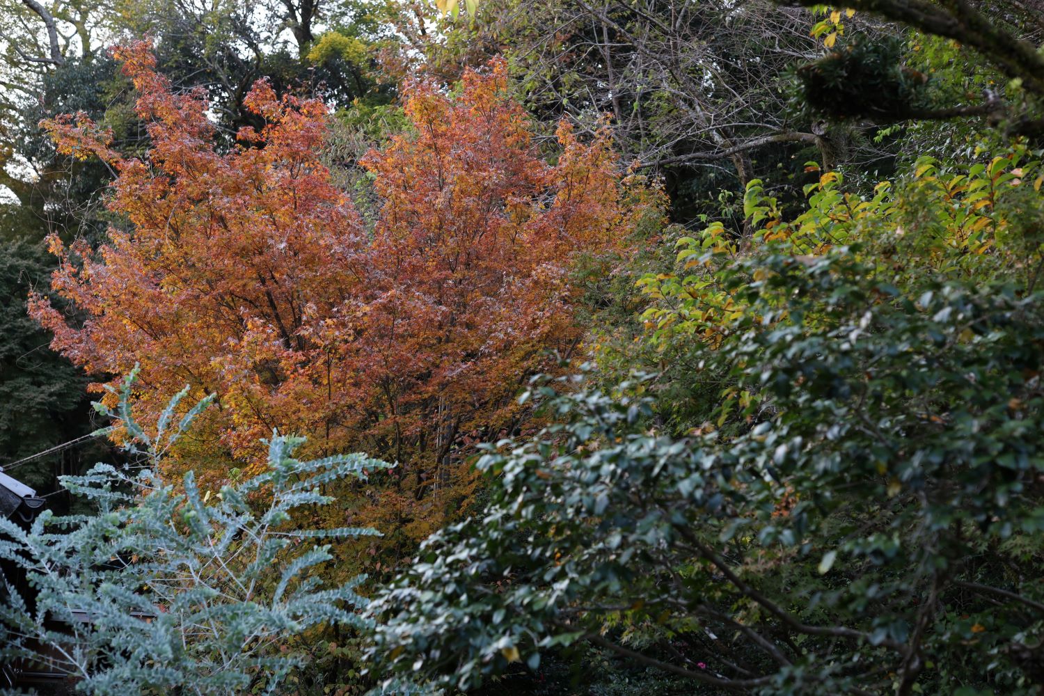 紅葉が美しい細川家の庭。