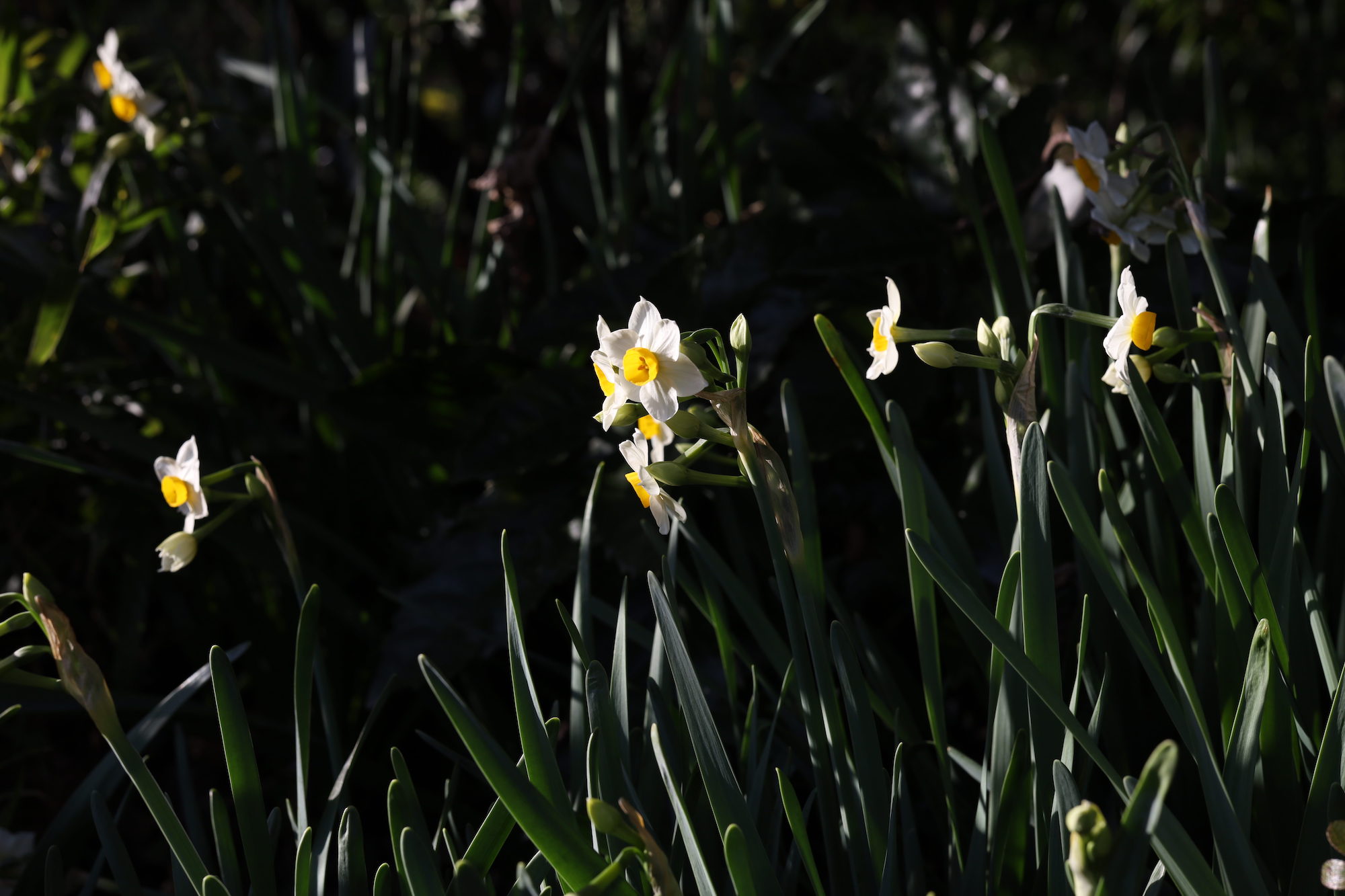 細川家の庭中に咲き始めた水仙の花。