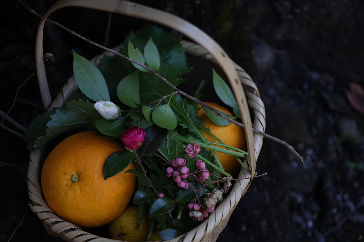 2月の細川家の庭に実った柑橘と花々。  