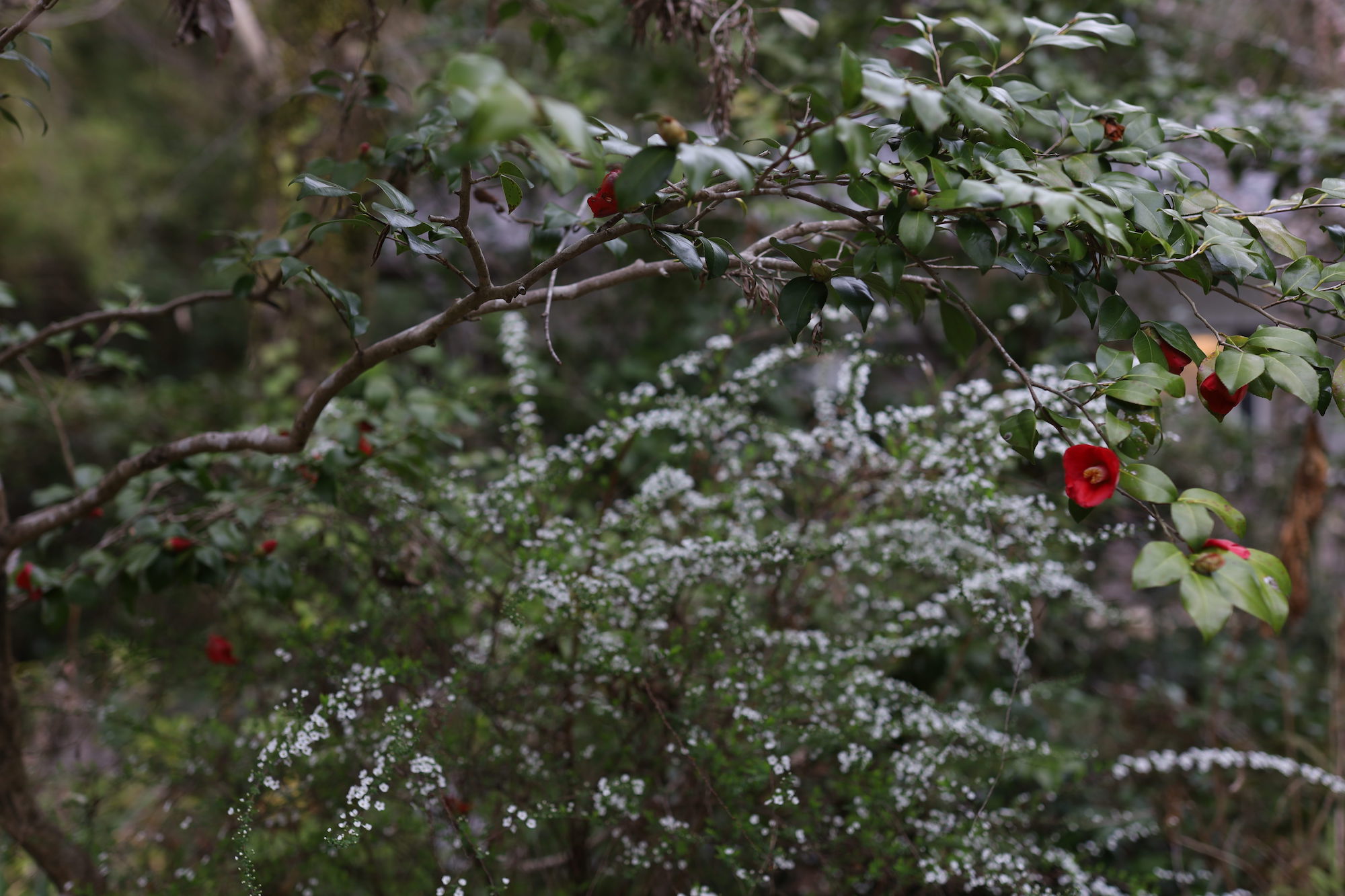  細川家の庭の風景。満開の藪椿と雪柳。