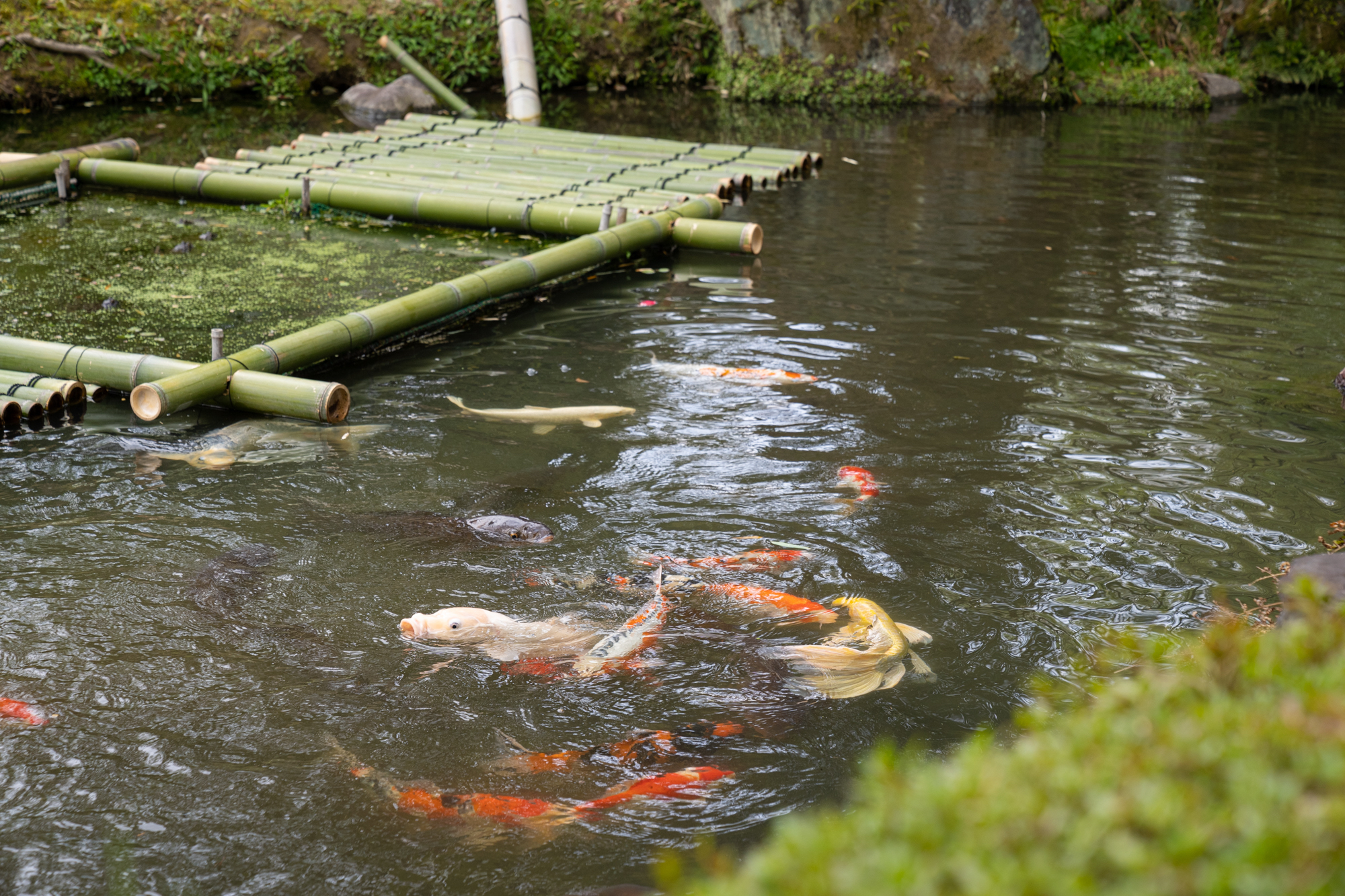 庭園は一面美しい苔が覆い、地下水を利用した池には鯉が見える。
