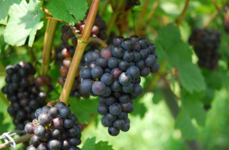 葡萄の糖度と酸度などを慎重に見極めながら。丁寧に一房ずつ手摘みで収穫していく。