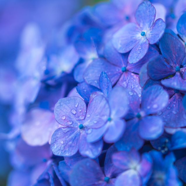 6月のシンボルフラワー　紫陽花