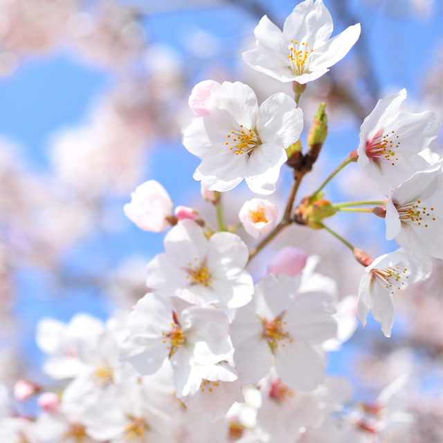 3月生まれのシンボルフラワー　桜
