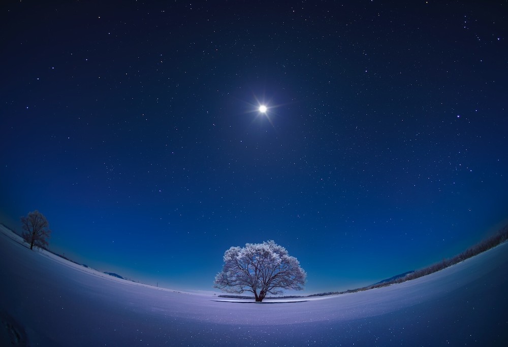 月光浴びるハルニレの木　KAGAYA