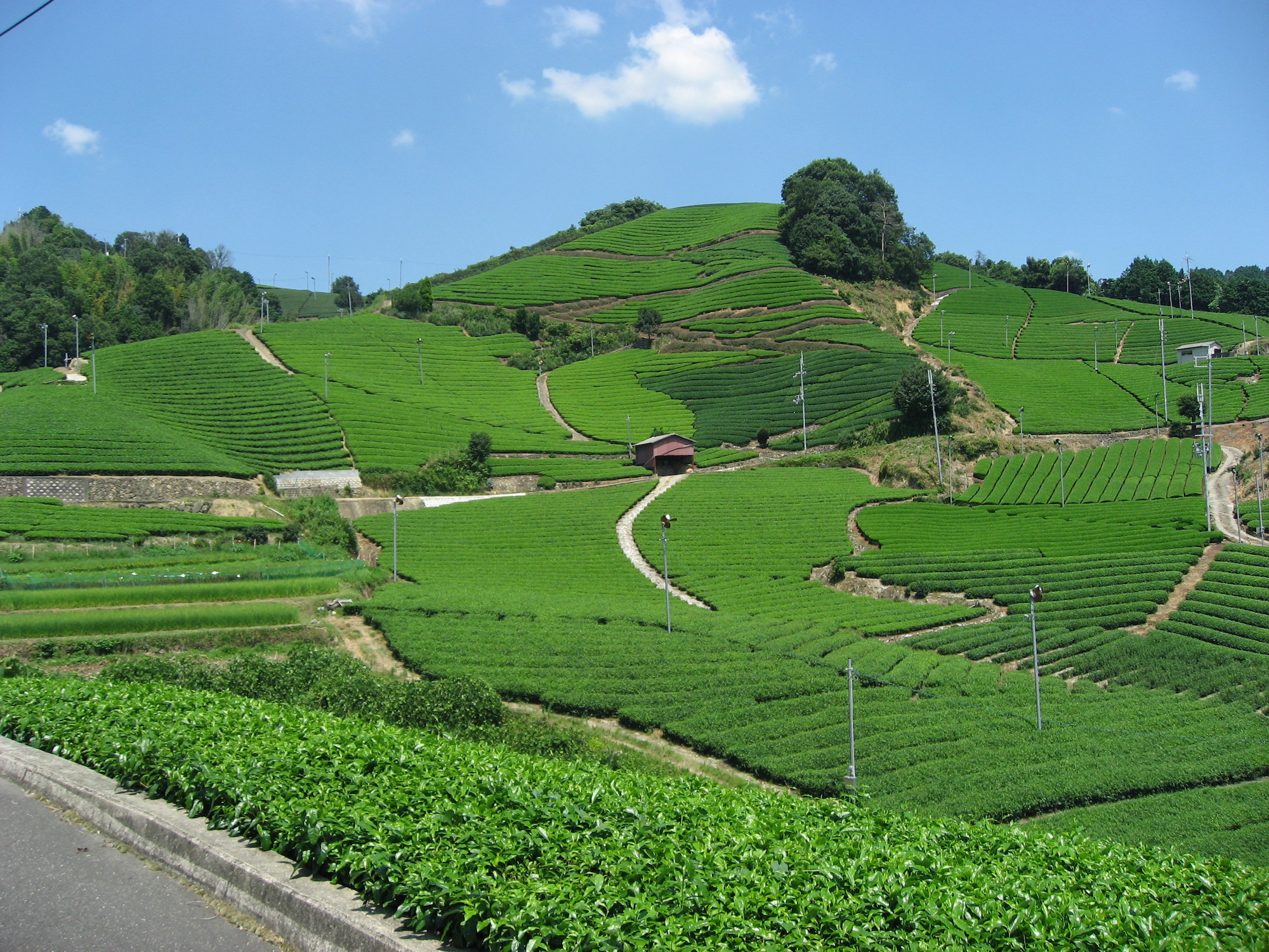 石寺の茶畑