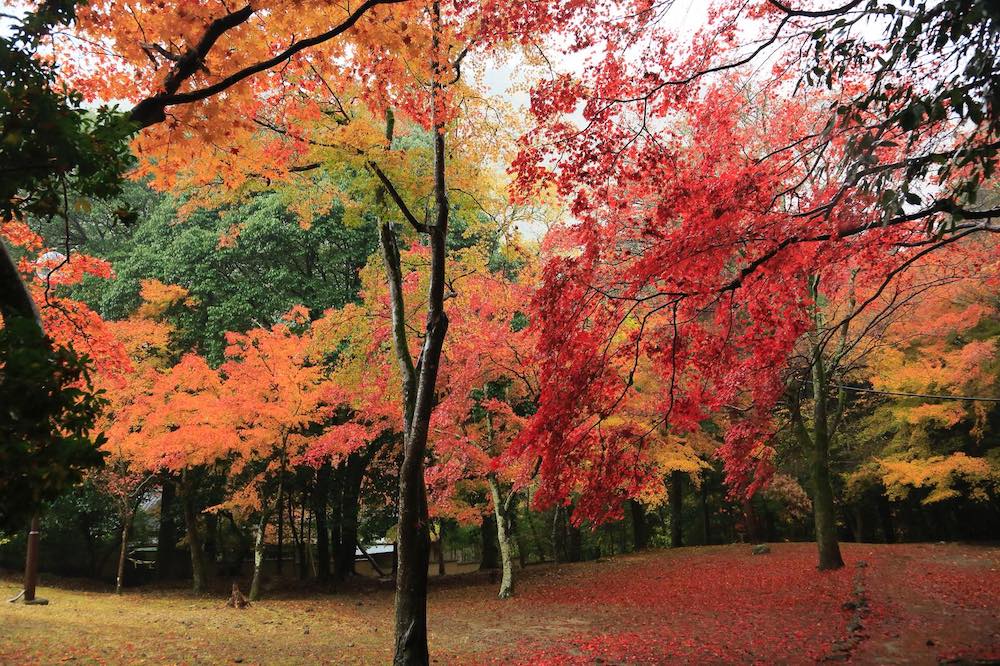 小倉山の紅葉