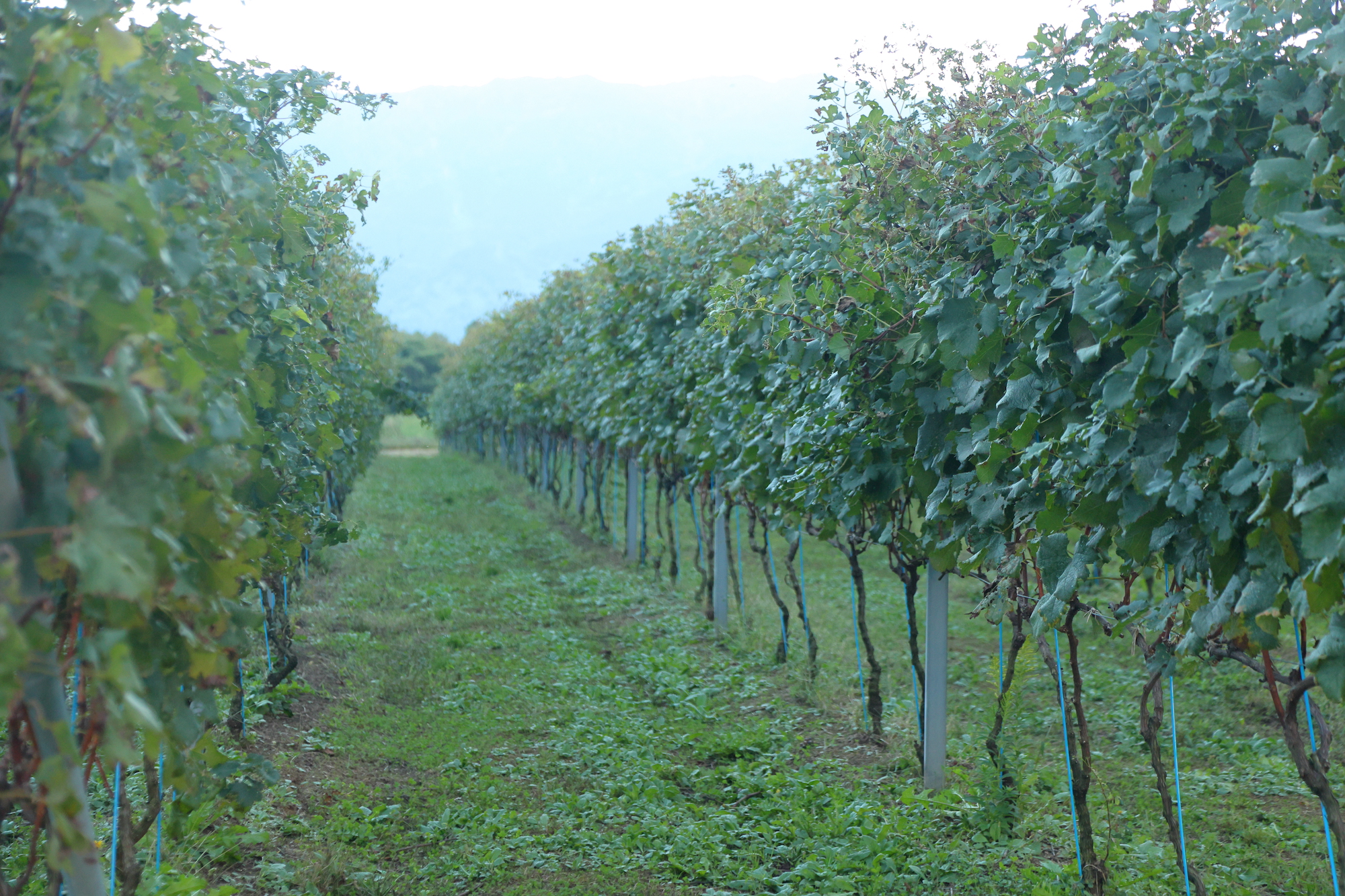 広大な敷地には、品種ごとの葡萄が垣根仕立てで栽培されている。