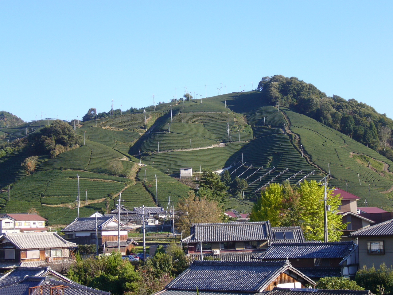 和束町の中心部から眺めることができる「釜塚の茶畑」。