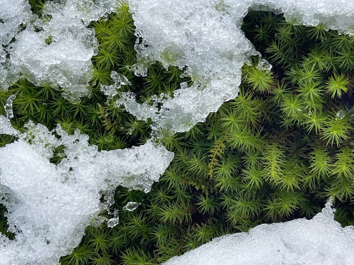 雪を被りながらも、その下で懸命に緑を保とうとしている杉苔。