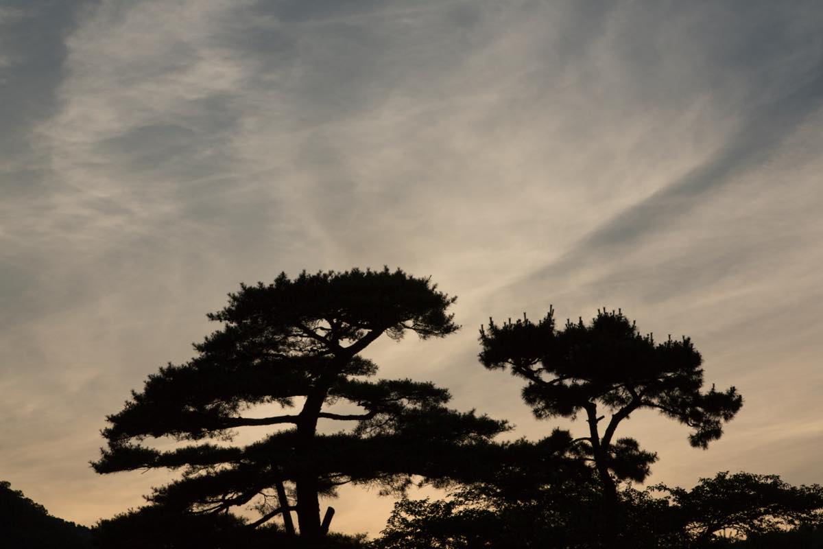 古来、日本人は松を神様の依代とし、神聖な植物として崇めてきた。