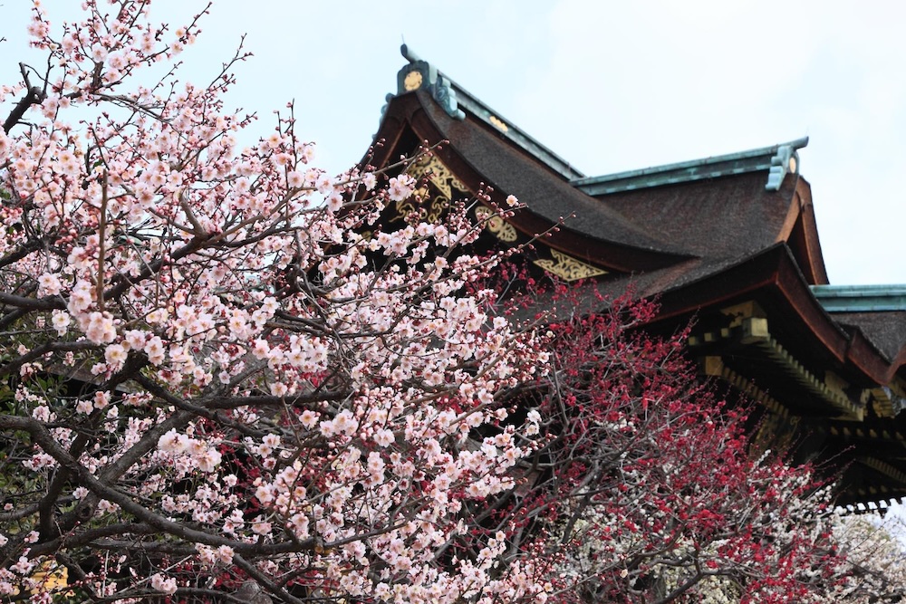 京都人は、「北野天満宮」のことを、親しみを込めて「天神さん」と呼ぶ。「天神さん」の梅が咲き始めると、京都の冬も終わりに近づく。©Akira Nakata