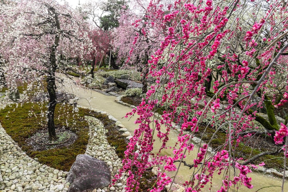 1500本もの、紅梅、白梅が咲く梅苑の景色は圧巻。©Akira Nakata