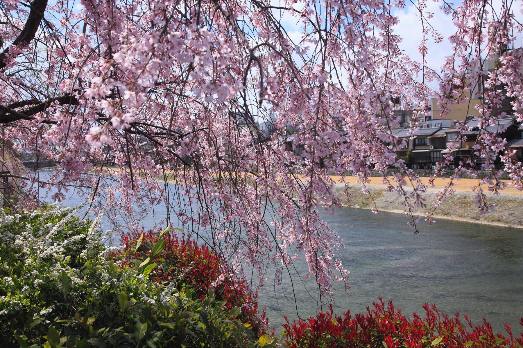 川端通りから見る鴨川の桜。朝方は陽光を受けた桜を順光で見ることとなり、ひときわ美しい。岸辺の緑も鮮やかに、まさに春爛漫。