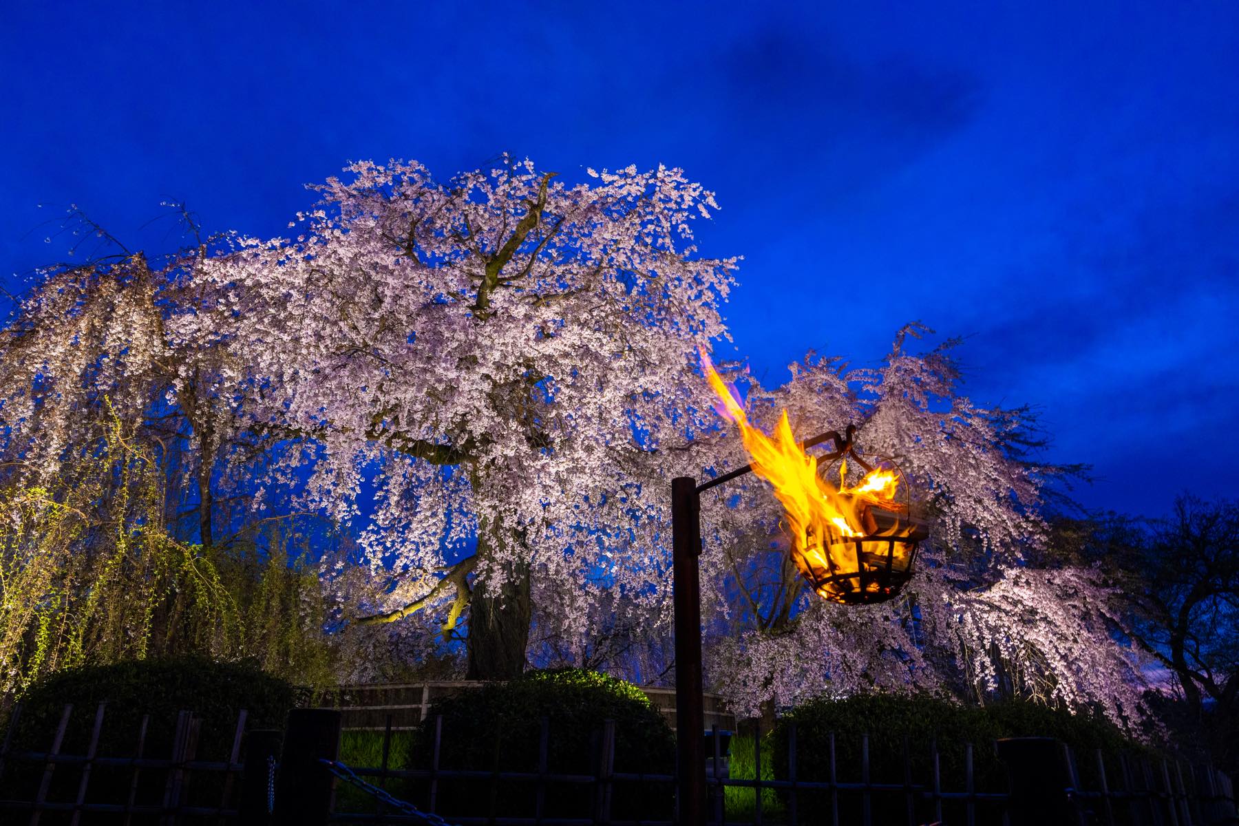 約700本の桜が咲く「円山公園」の中央に位置するのが、「祇園の夜桜」としても有名な枝垂桜。樹齢220年で枯死した初代の種子から育てられた二代目も、100年近くの歳月を経て、見事な枝ぶりを見せる名木となった。