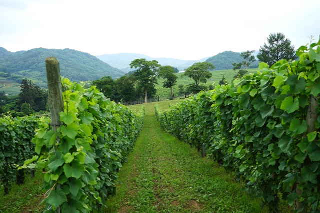 ドメーヌ・タカヒコ、ナナツモリのブドウ畑