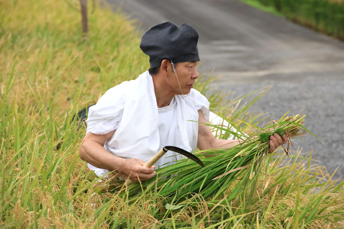 抜穂祭