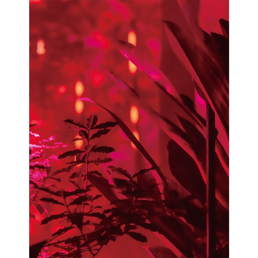 THREE　THE ROOM OF (IN) SCENTS　夜のイメージ