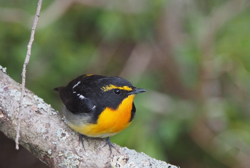 森のピッコロ奏者「キビタキ」