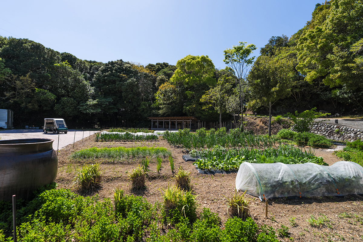 COVA KAKUDA farm