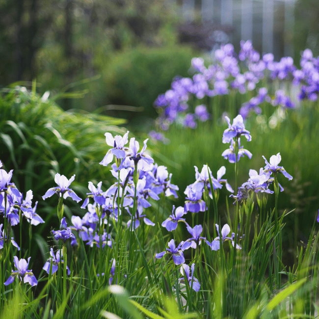 5月生まれのシンボルフラワー　菖蒲