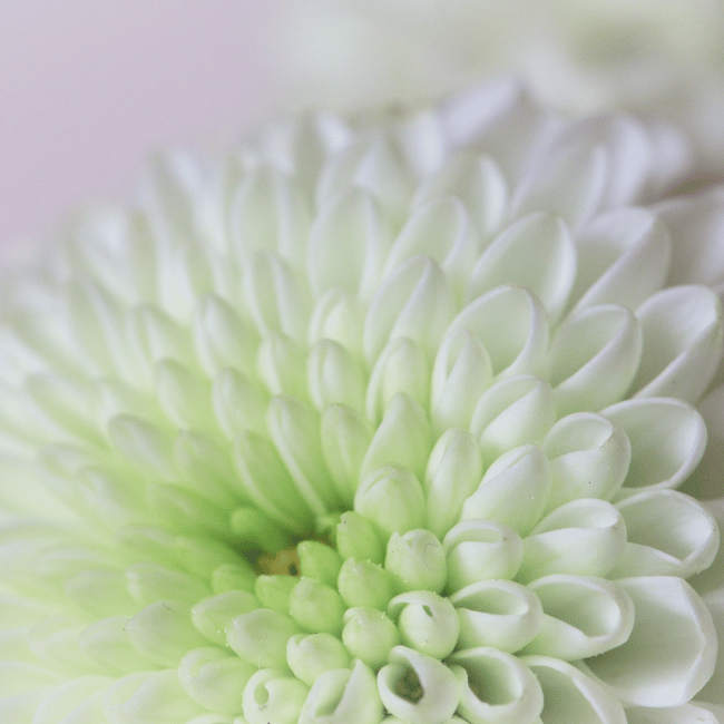 11月生まれのシンボルフラワーは菊