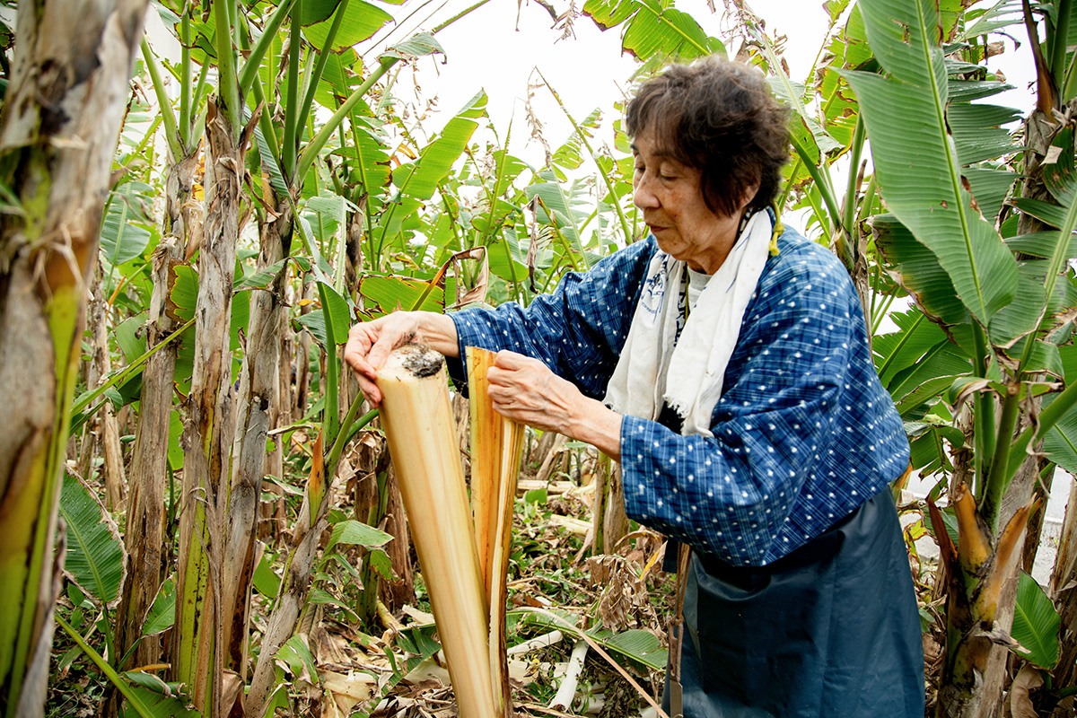 喜如嘉の芭蕉布