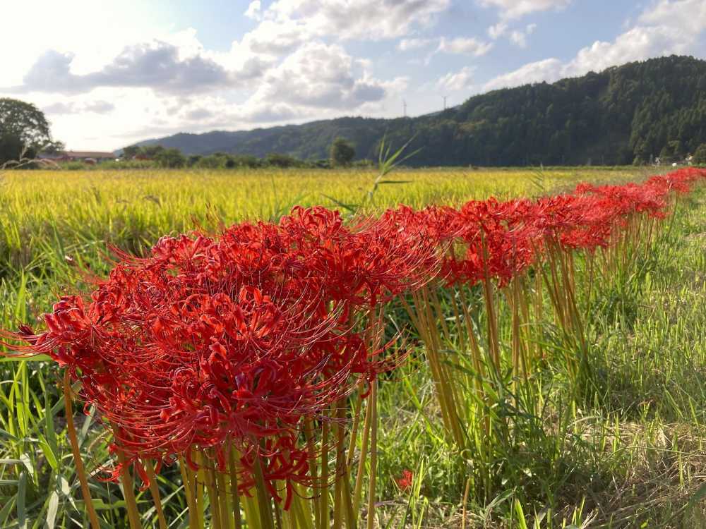 輪島便り